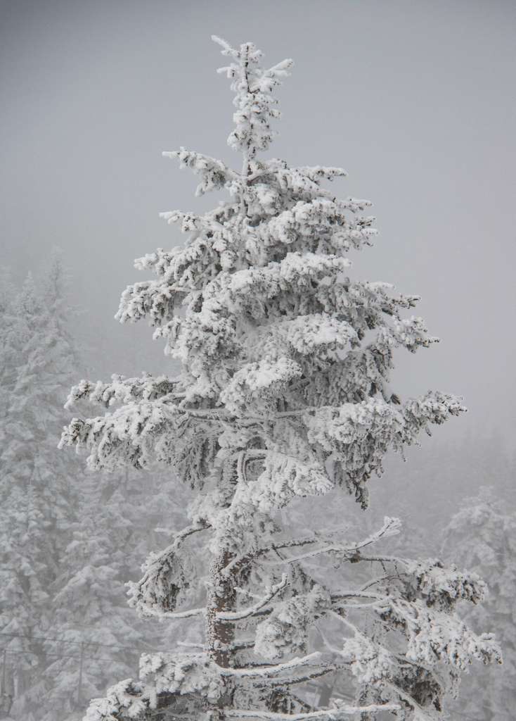 A tree covered in frost in soft winter light