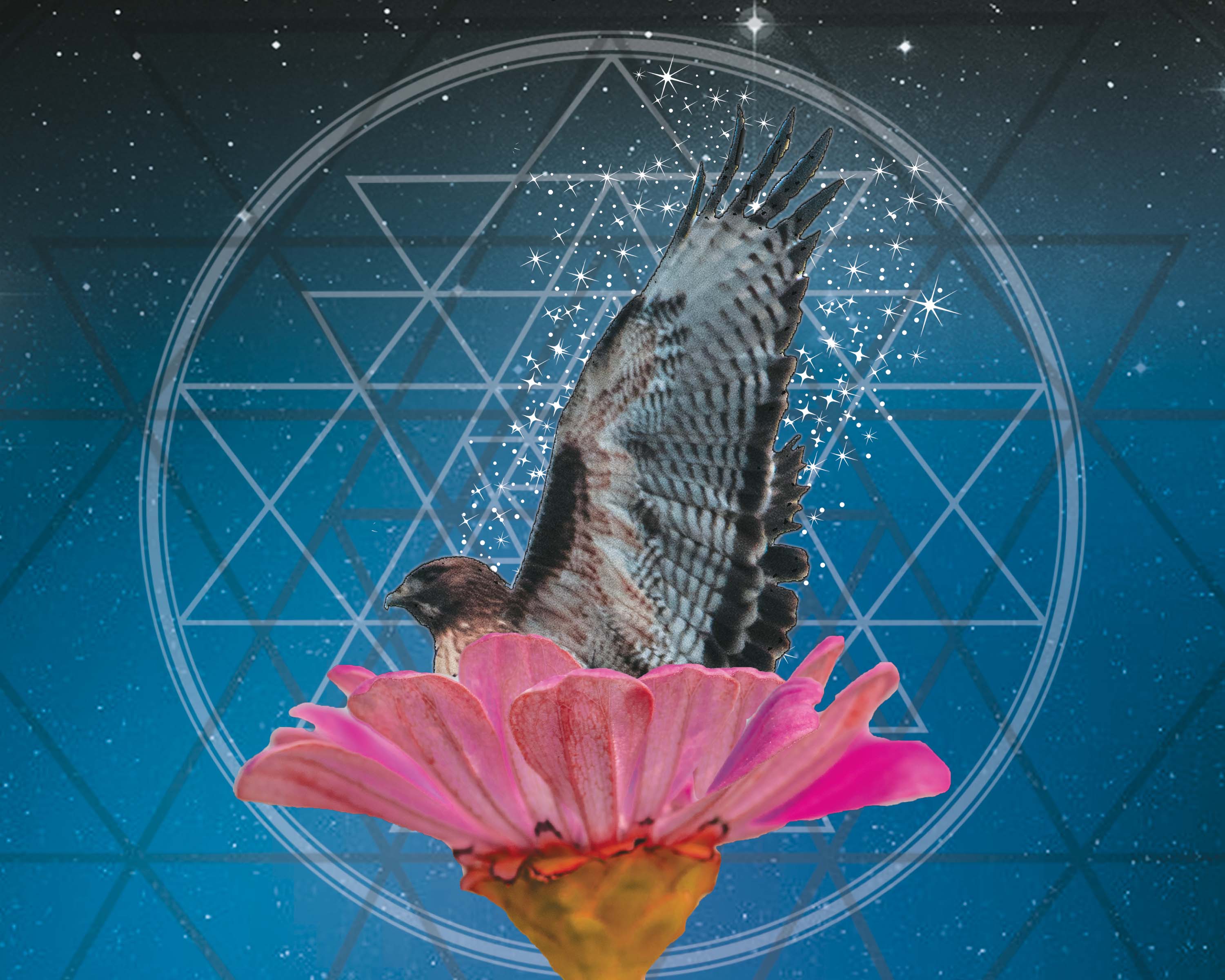 Digital artwork combining a hawk, a pink flower, and geometric patterns