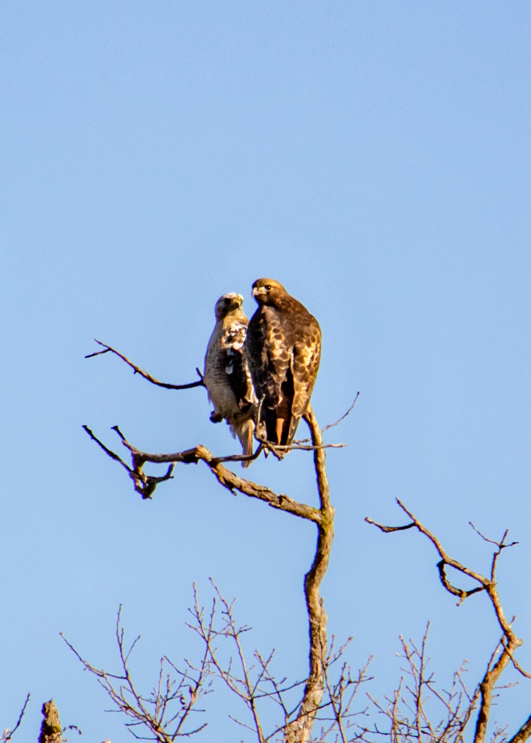 Two hawks perched close together on a bare branch against a blue sky