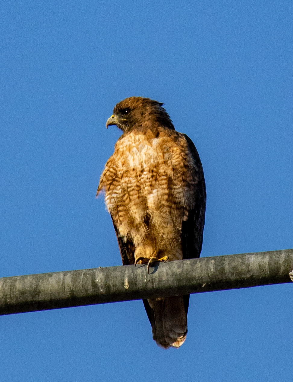 Hawk resting on a utility line against a blue sky