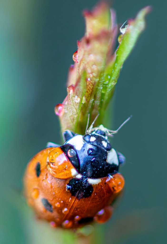 Close-up of a ladybug on a green plant stem