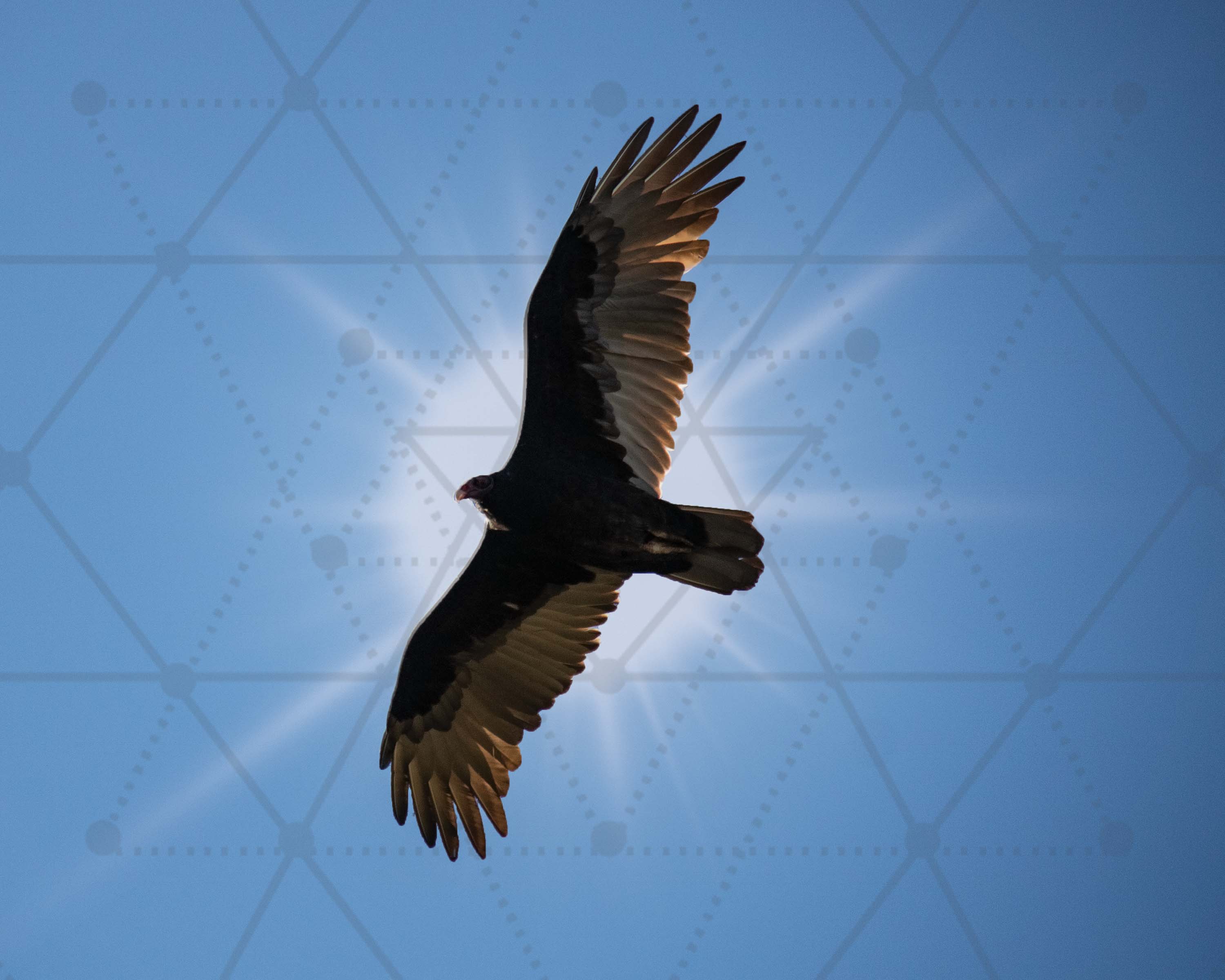 A bird in flight silhouetted against a blue background with geometric patterns